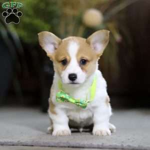 Frank, Pembroke Welsh Corgi Puppy
